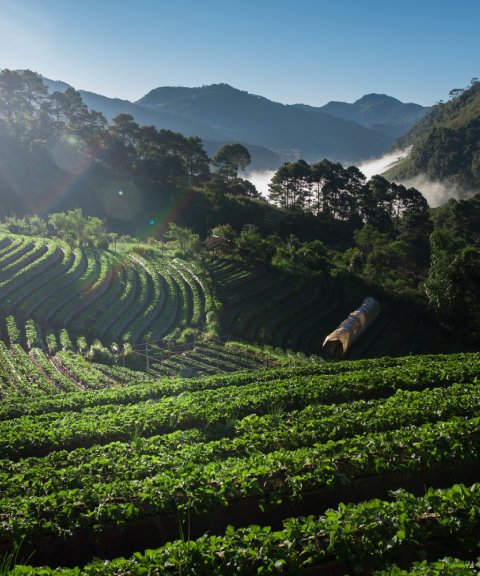 Darjeeling